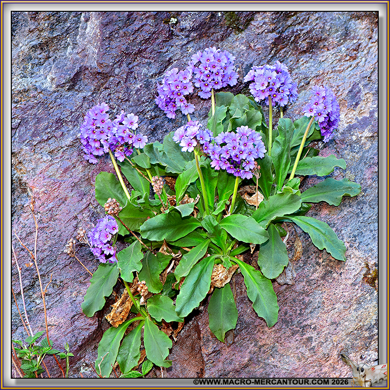 Primev&egrave;res visqueuses